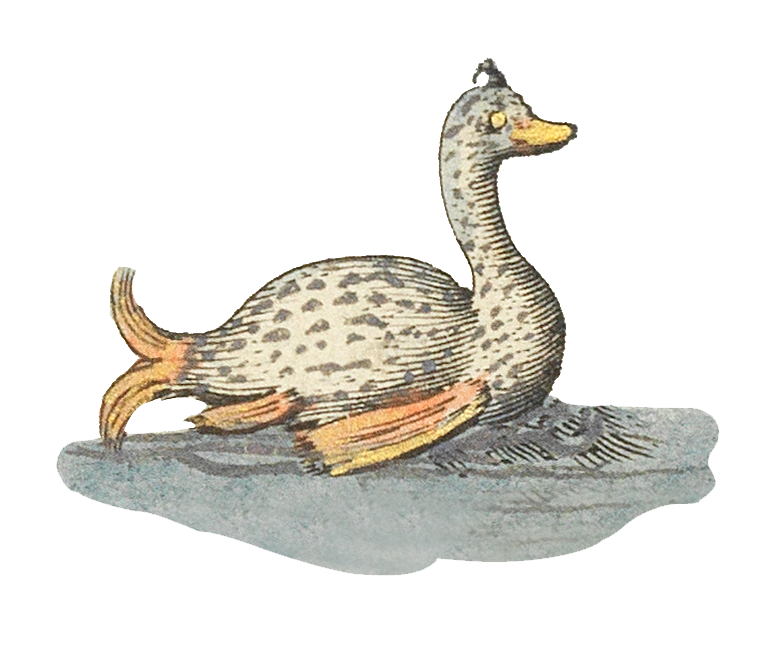 This is a duck
